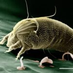 House dust mites causing night time allergies in South Manchester
